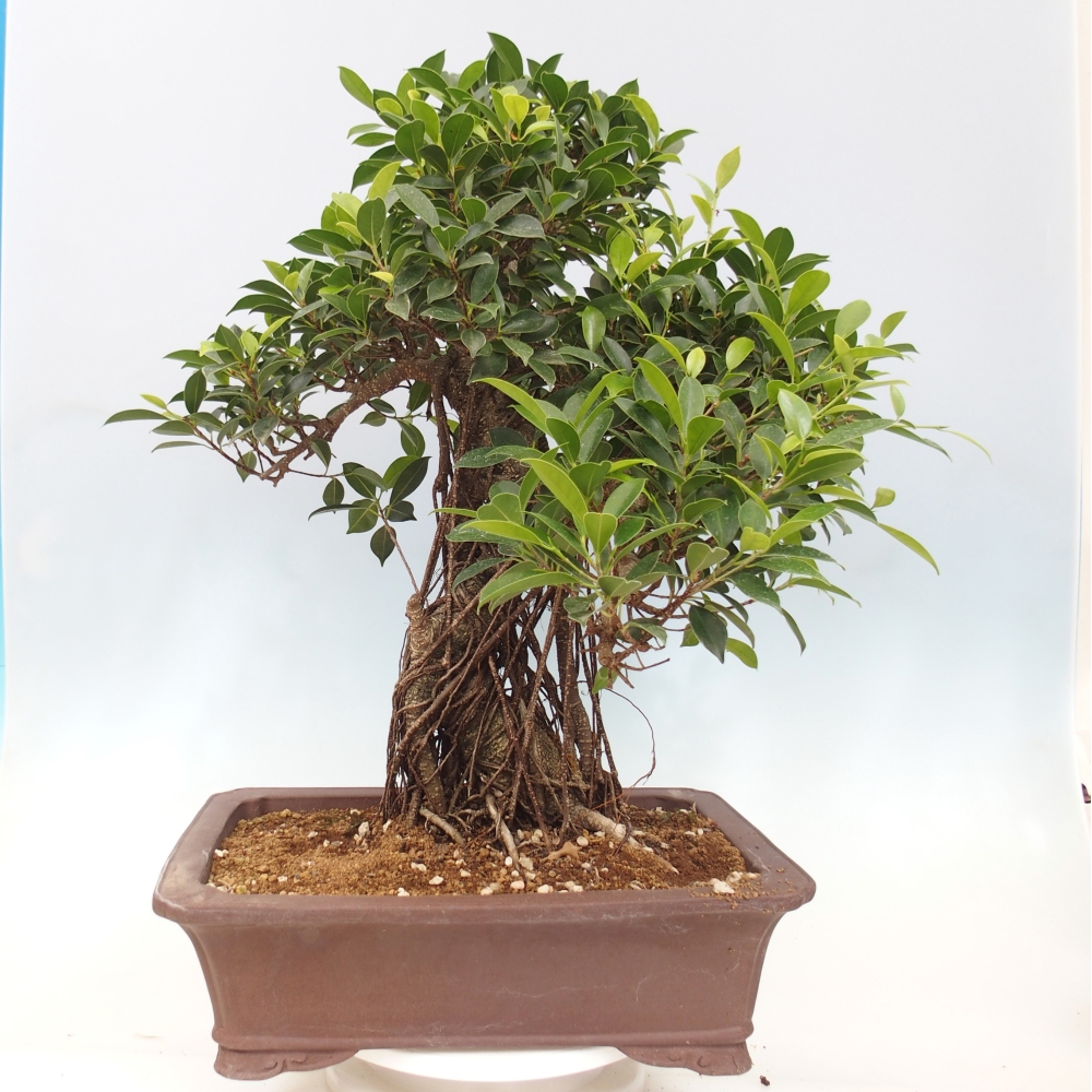 Zimmerbonsai - Ficus kimmen - kleinblättriger Ficus - NUR PERSÖNLICHE ABHOLUNG oder Palettentransport