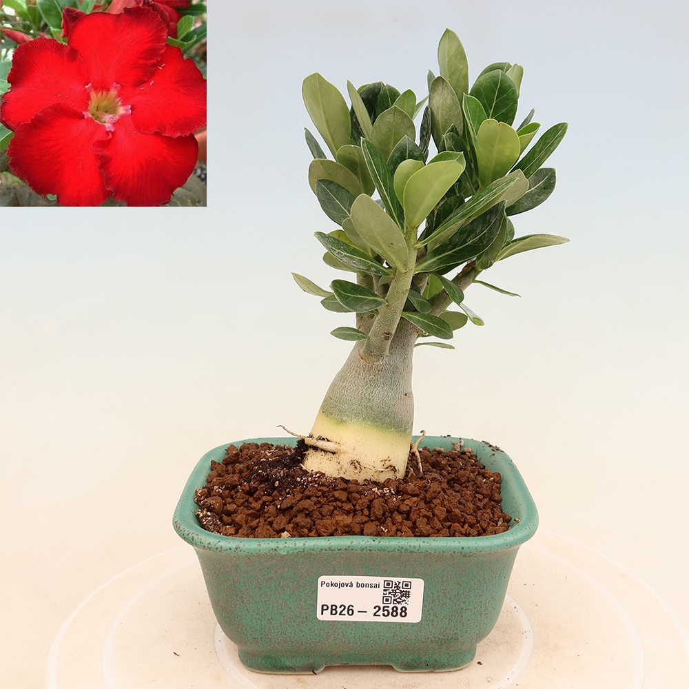 Zimmerbonsai – Adenium obesum „Red Star“ – Wüstenrose