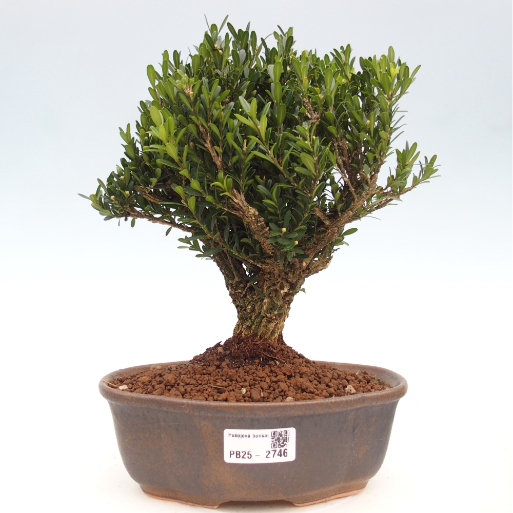 Innenbonsai - Buxus harlandii - Korkbuchsbaum