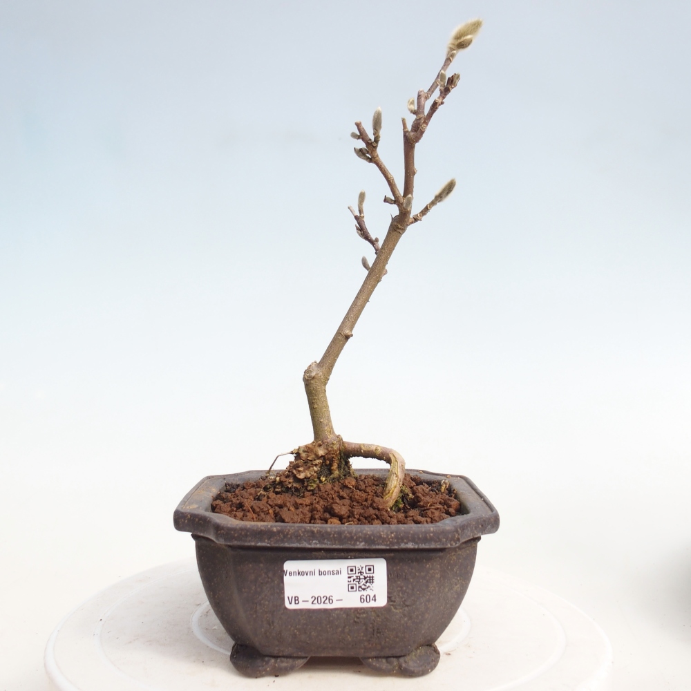 Bonsai für draußen - Magnolia stellata