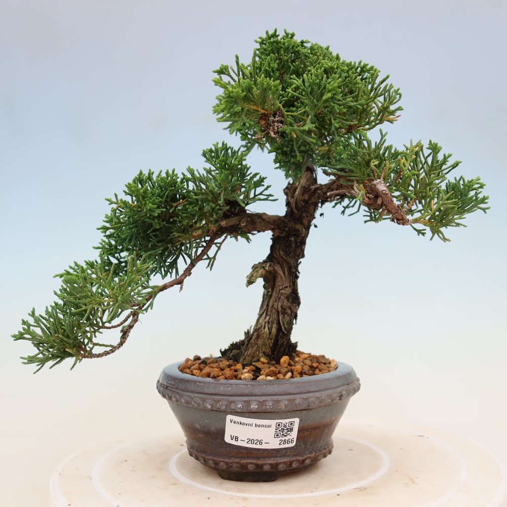 Bonsai für draußen - Juniperus chinensis Kishu