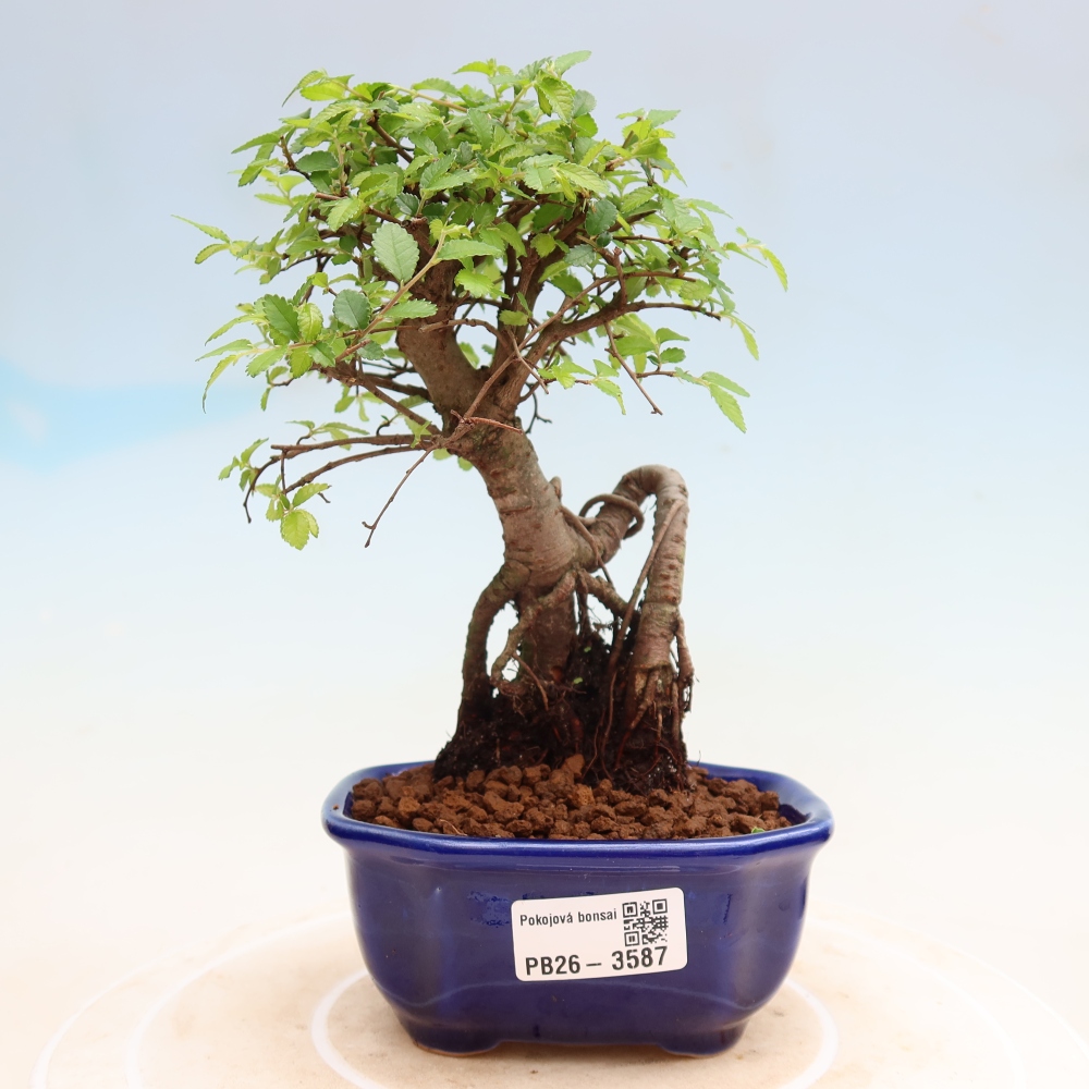 Zimmerbonsai - Ulmus parvifolia - Kleinblättrige Ulme
