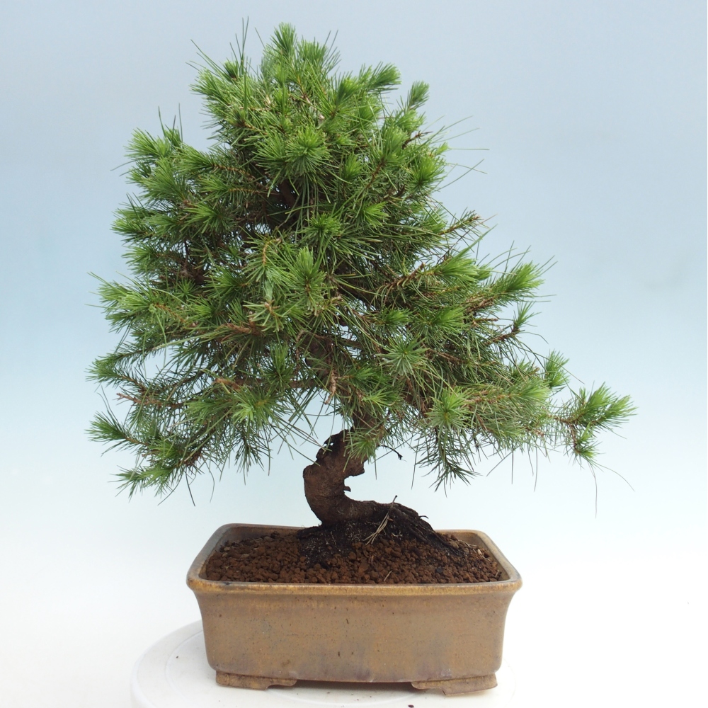 Zimmer Bonsai-Pinus halepensis-Kiefer von Aleppo