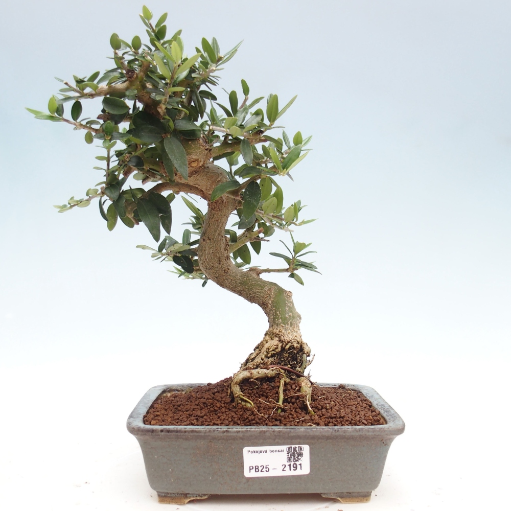 Indoor-Bonsai - Olea europaea sylvestris - Europäisches kleinblättriges Olivenöl
