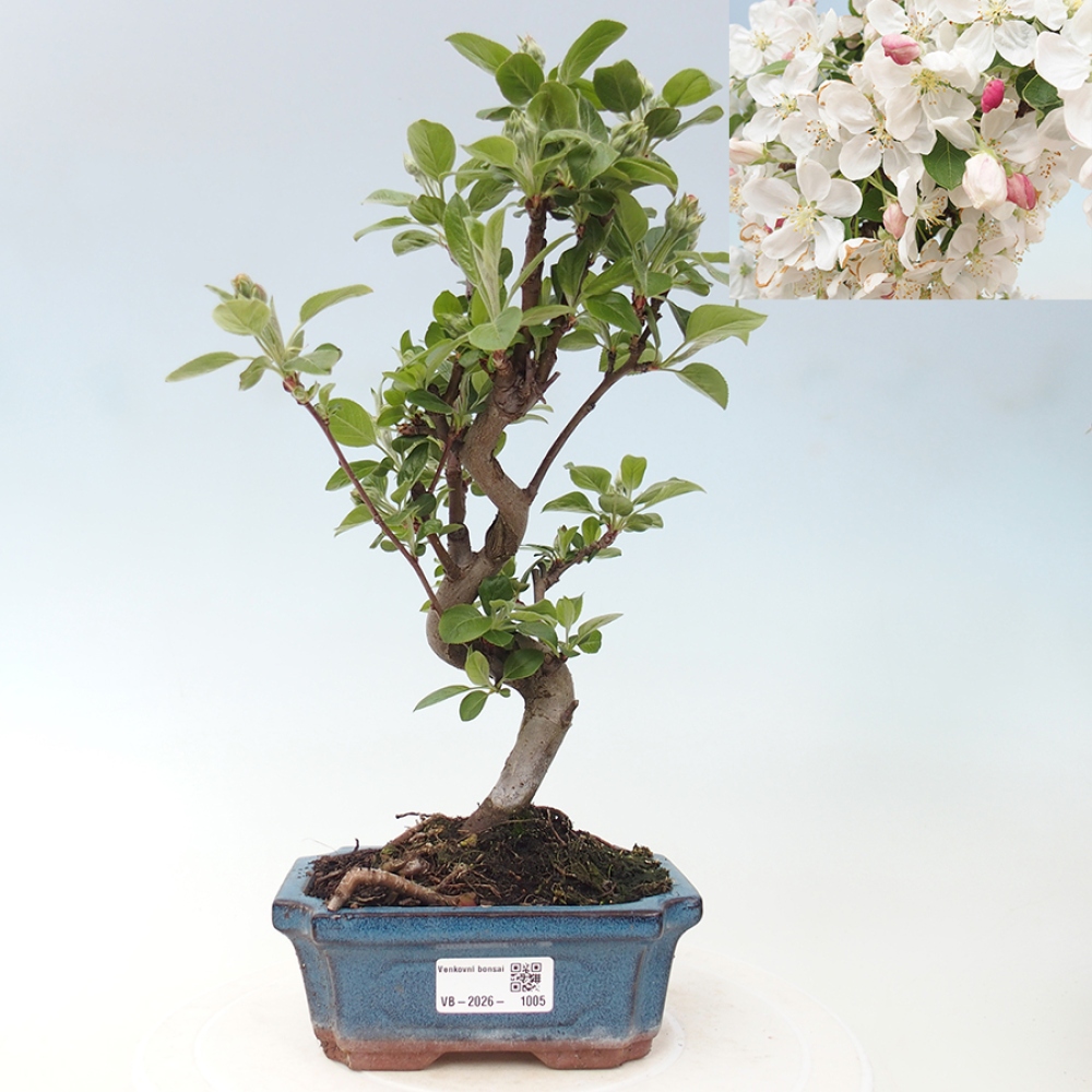 Outdoor-Bonsai -Malus halliana - Kleinfrüchtiger Apfelbaum