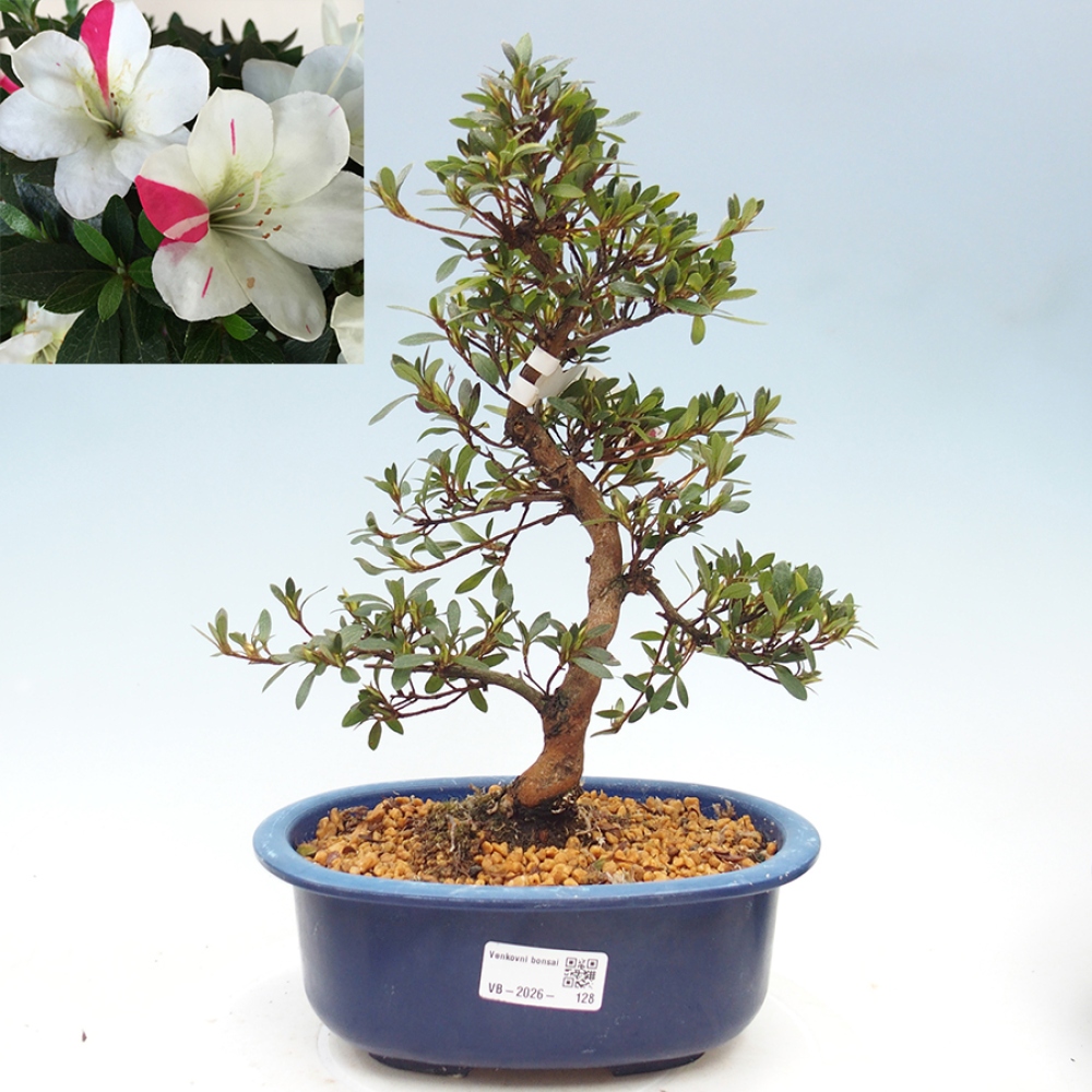 Bonsai für draußen - Japanische Azalee - Azalee Suigootome