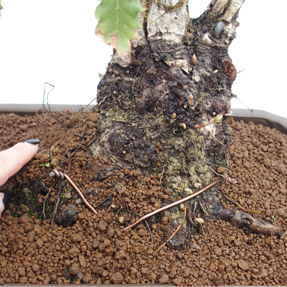 Yamadori - Quercus Ilex - Steineiche