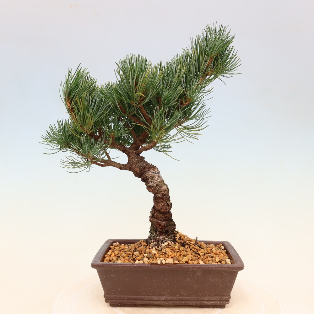 Bonsai für draußen - Pinus parviflora - Pinus parviflora
