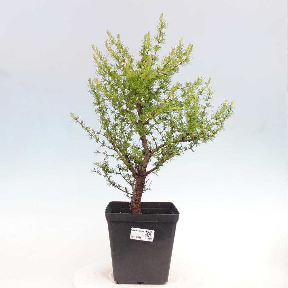 Bonsai für draußen -Larix decidua - Lärche