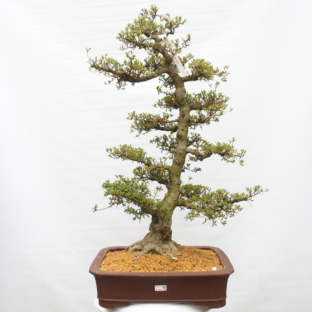 Bonsai für draußen - Japanische Azalee - Azalee Tochizumi