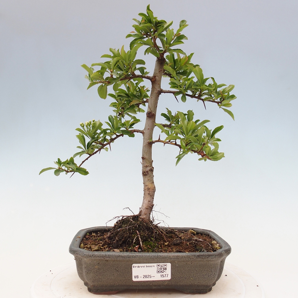 Outdoor Bonsai-Pyracanta Teton -Bäckerei