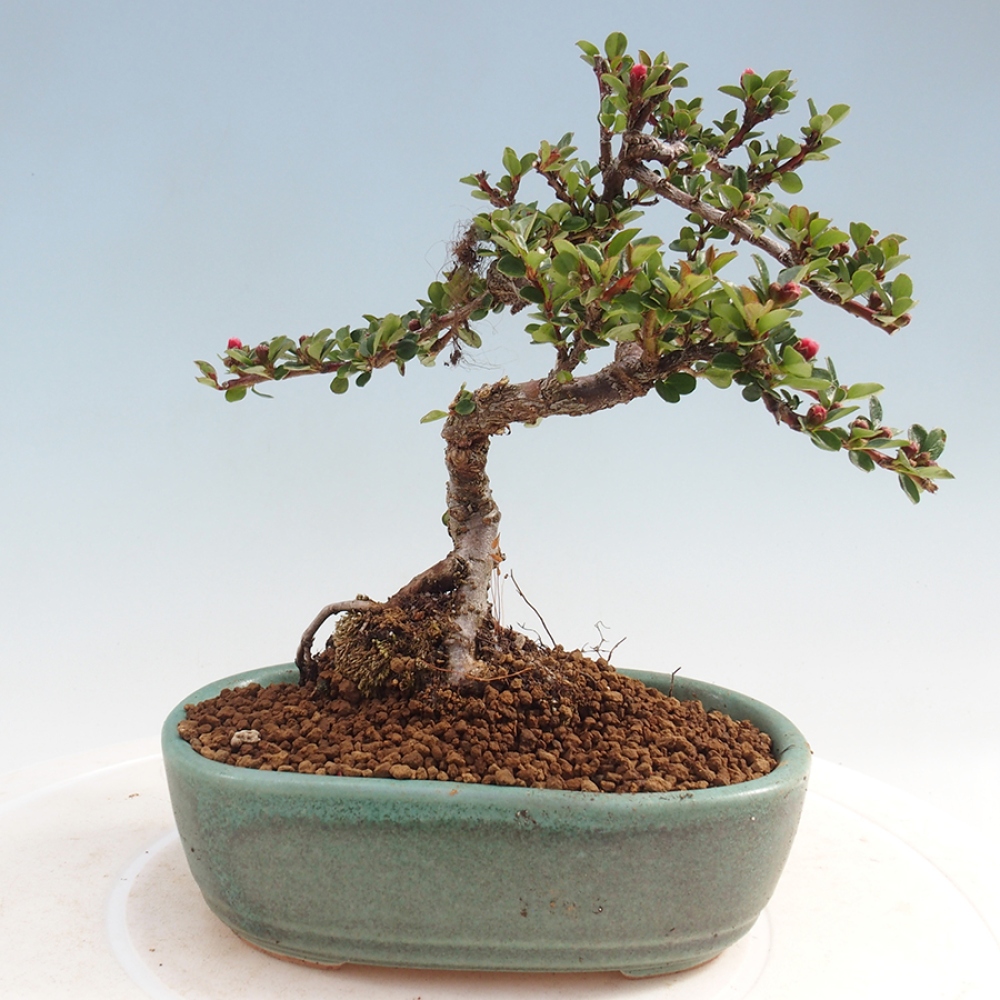 Bonsai im Freien - Cotoneaster horizontalis - Felsenbaum