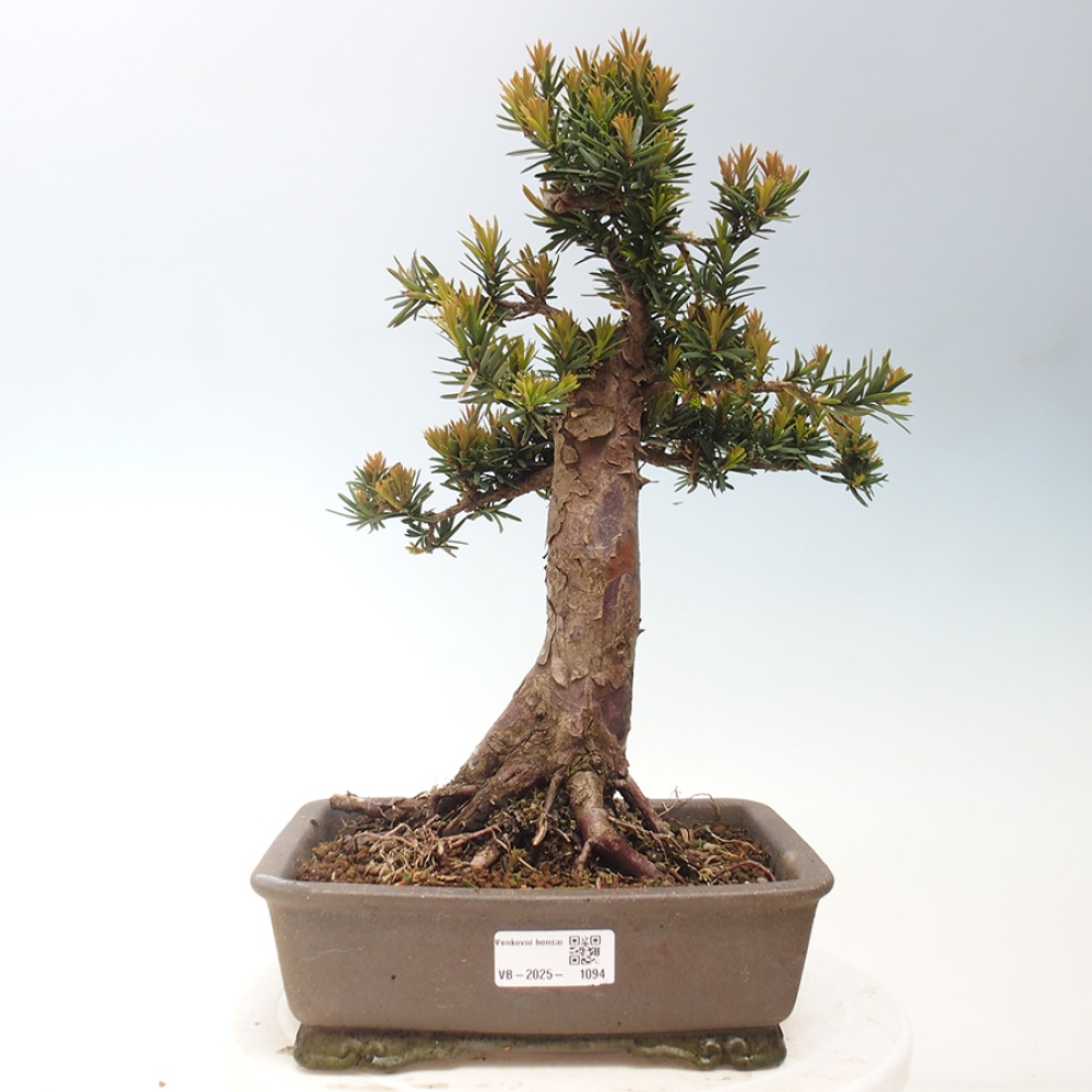 Bonsai im Freien - Taxus cuspidata - Japanische Eibe