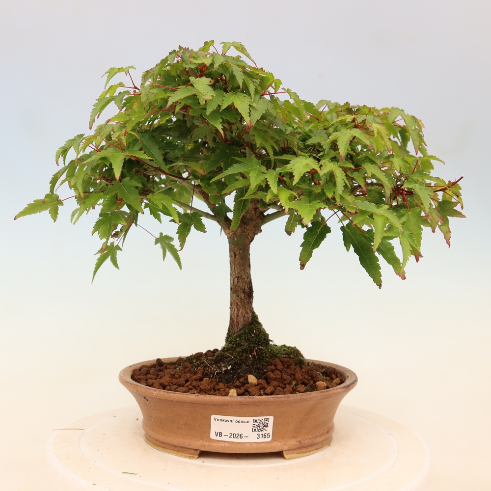 Acer palmatum KIOHIME - Palmetto-Ahorn