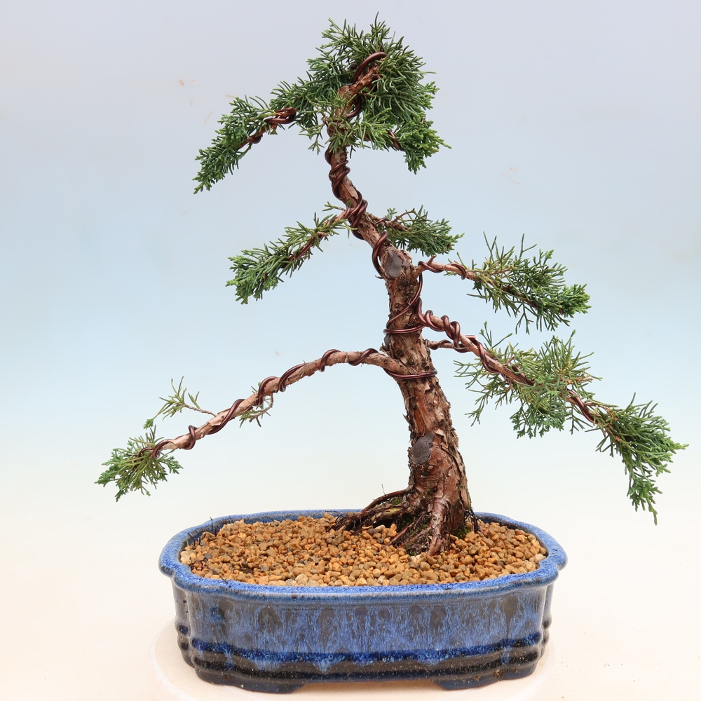 Bonsai für draußen - Juniperus chinensis Kishu