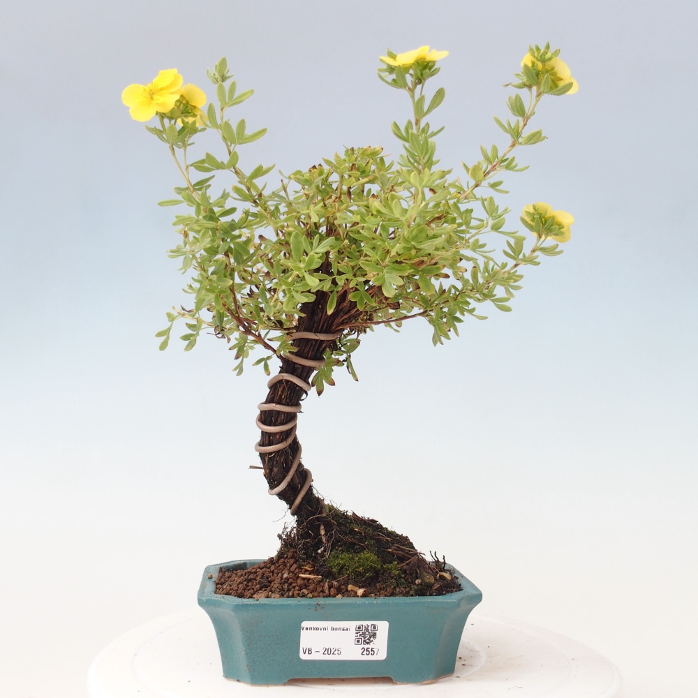 Outdoor-Bonsai-Fingerkraut - Potentila fruticosa gelber Vogel