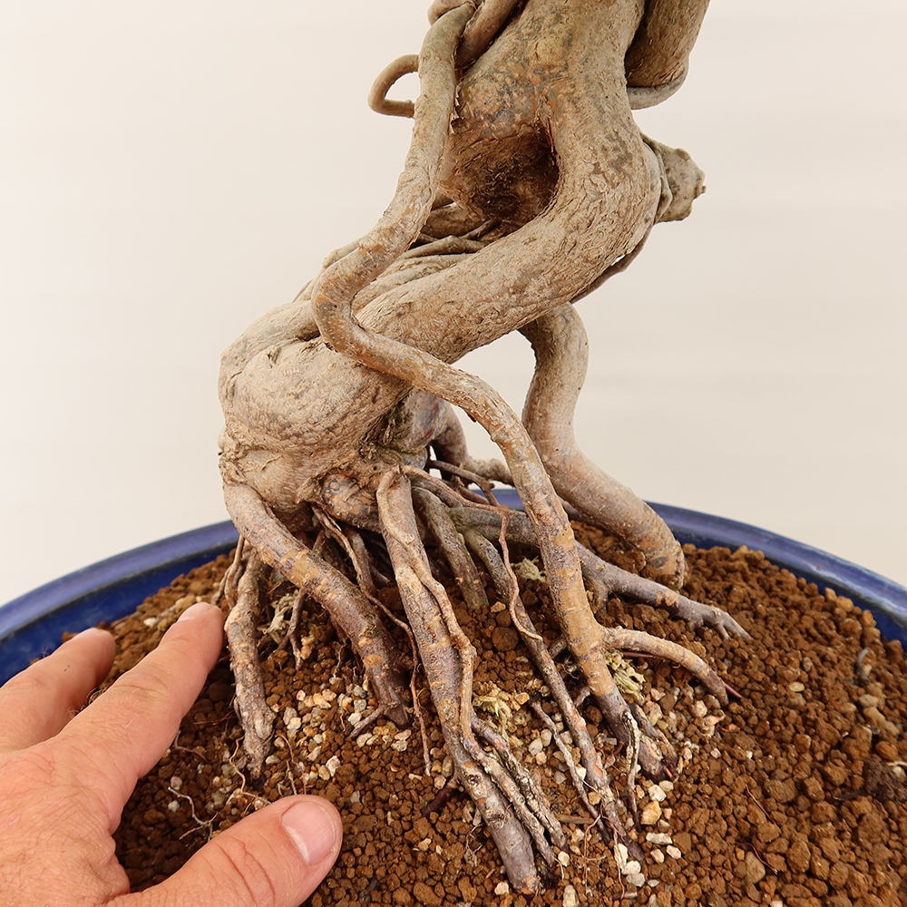 Bonsai im Freien - Carpinus Coreana - Koreanische Hainbuche