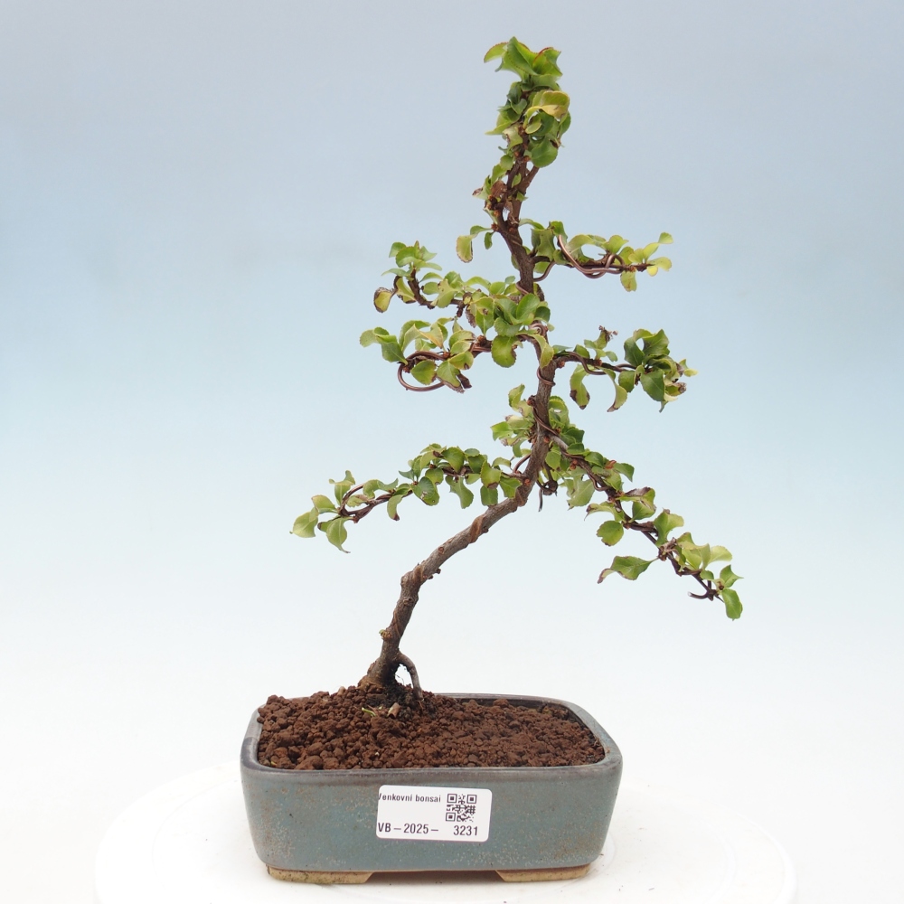 Außen Bonsai - Chaenomeles mit Red Joy -. Quitte