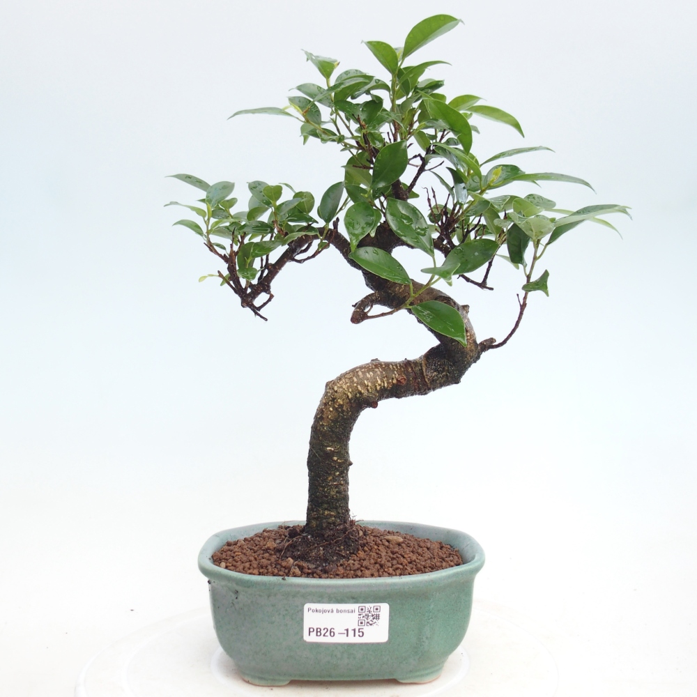 Zimmerbonsai - Ficus retusa - Kleinblättriger Ficus