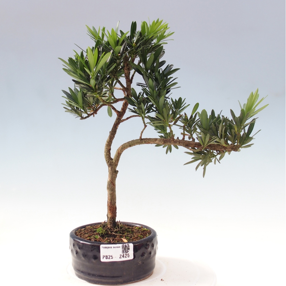 Indoor-Bonsai - Podocarpus - Stein tausend
