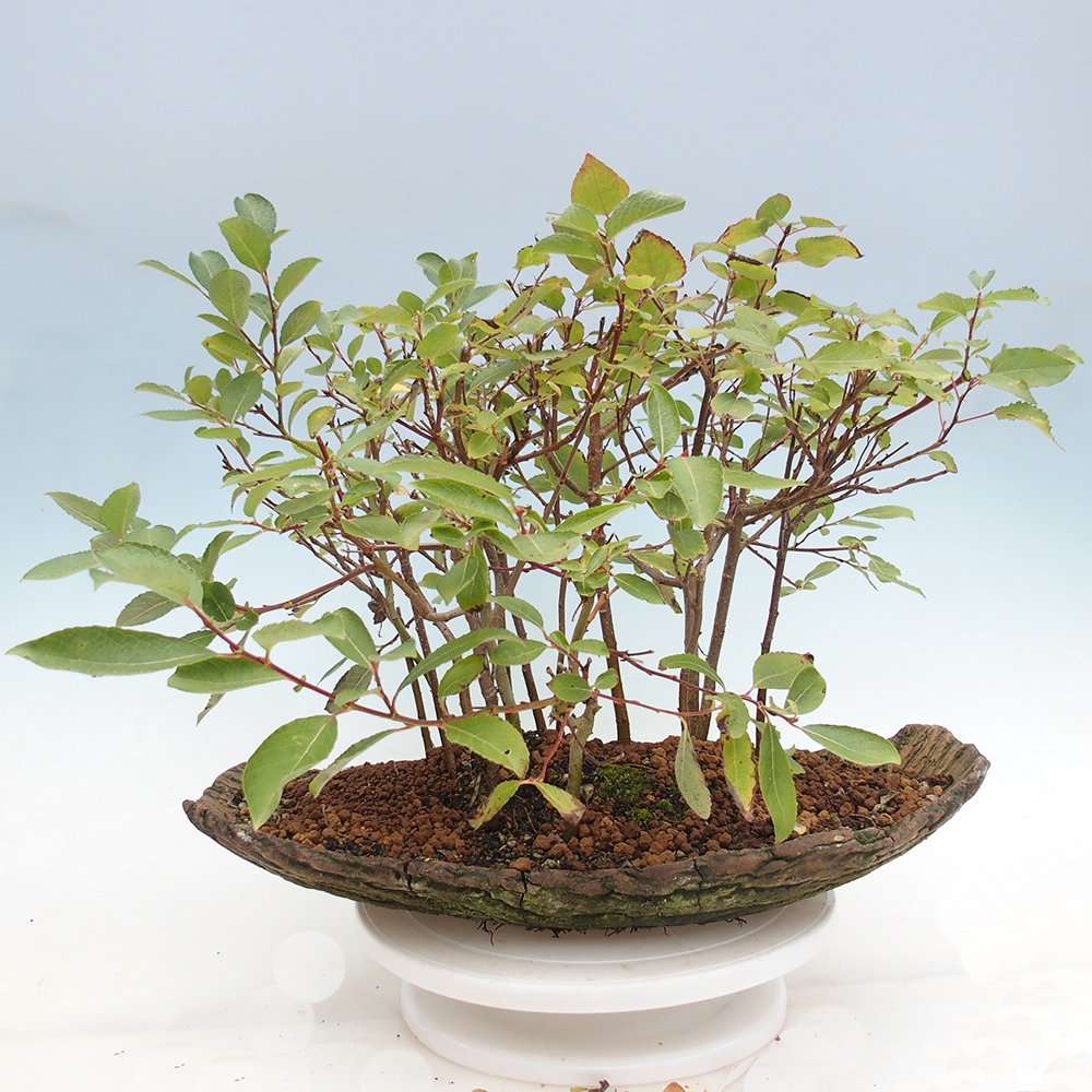 Bonsai im Freien - Salix - Wierzba
