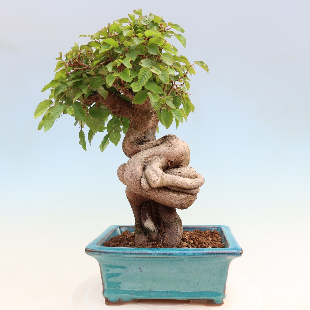 Bonsai für draußen - Karpinus Coreana - Koreanische Hainbuche