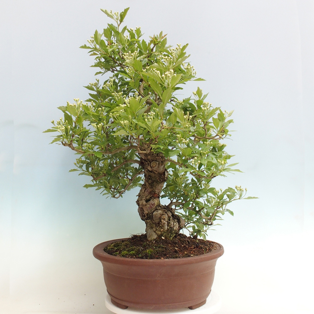 Bonsai im Freien - Weißdorn - Crataegus cuneata