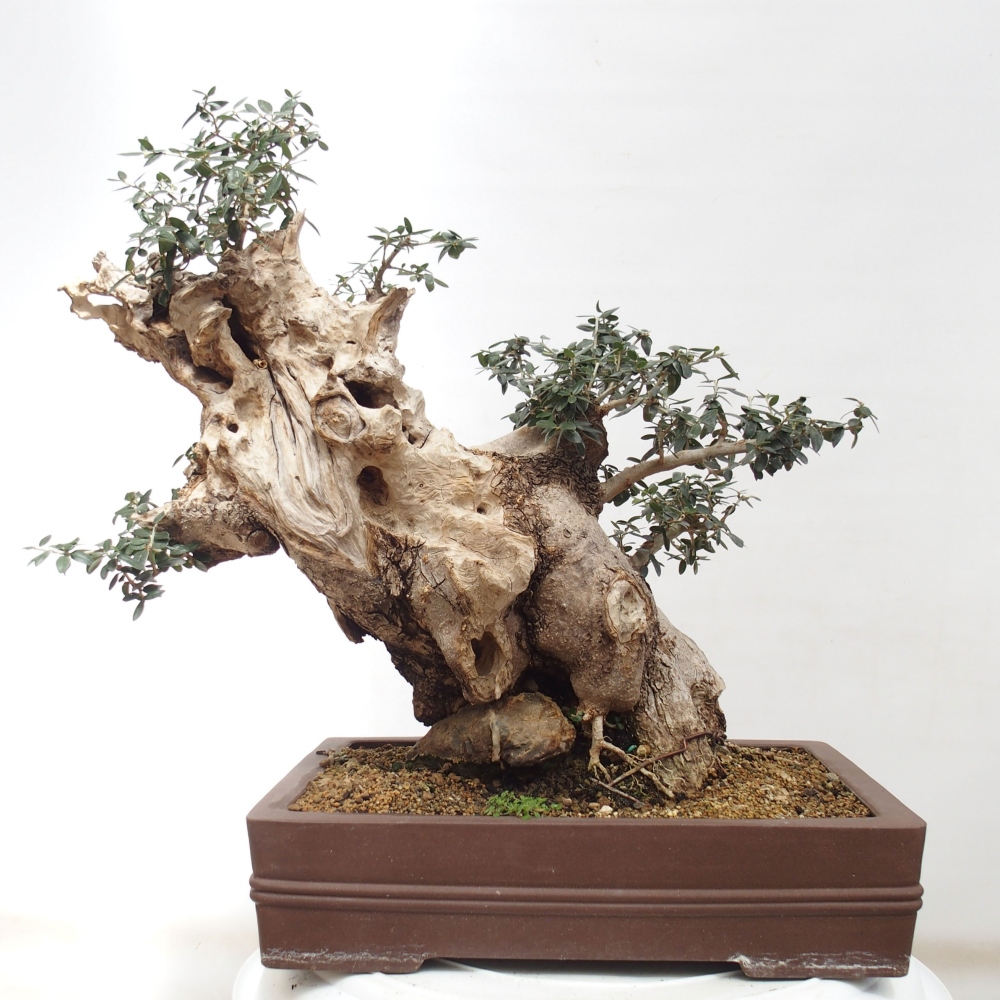 Indoor-Bonsai - Olea europaea sylvestris - Europäisches kleinblättriges Olivenöl