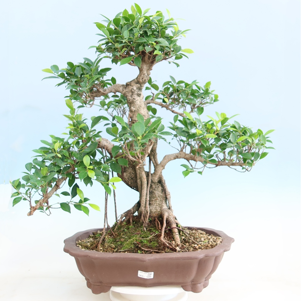 Zimmerbonsai - Ficus kimmen - Kleinblättriger Ficus