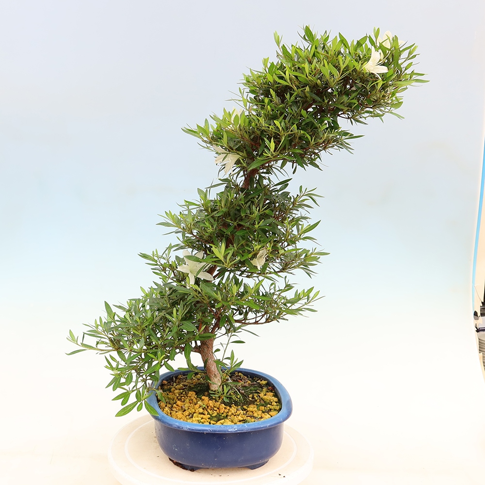 Bonsai für draußen - Japanische Azalee - Azalea Hakurin