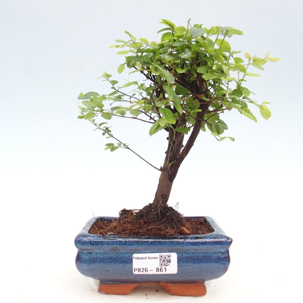 Zimmer Bonsai - Sageretia thea - Sageretia thea