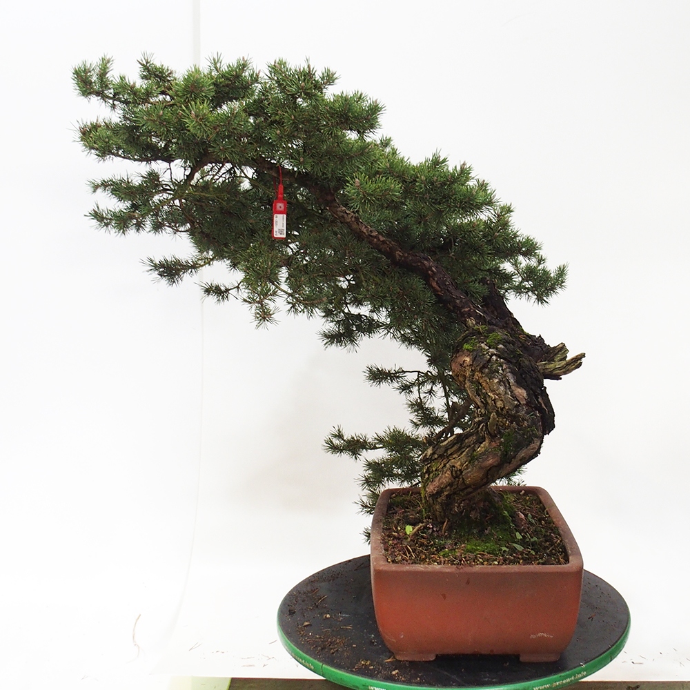 Yamadori - Pinus sylvestris Spanien
