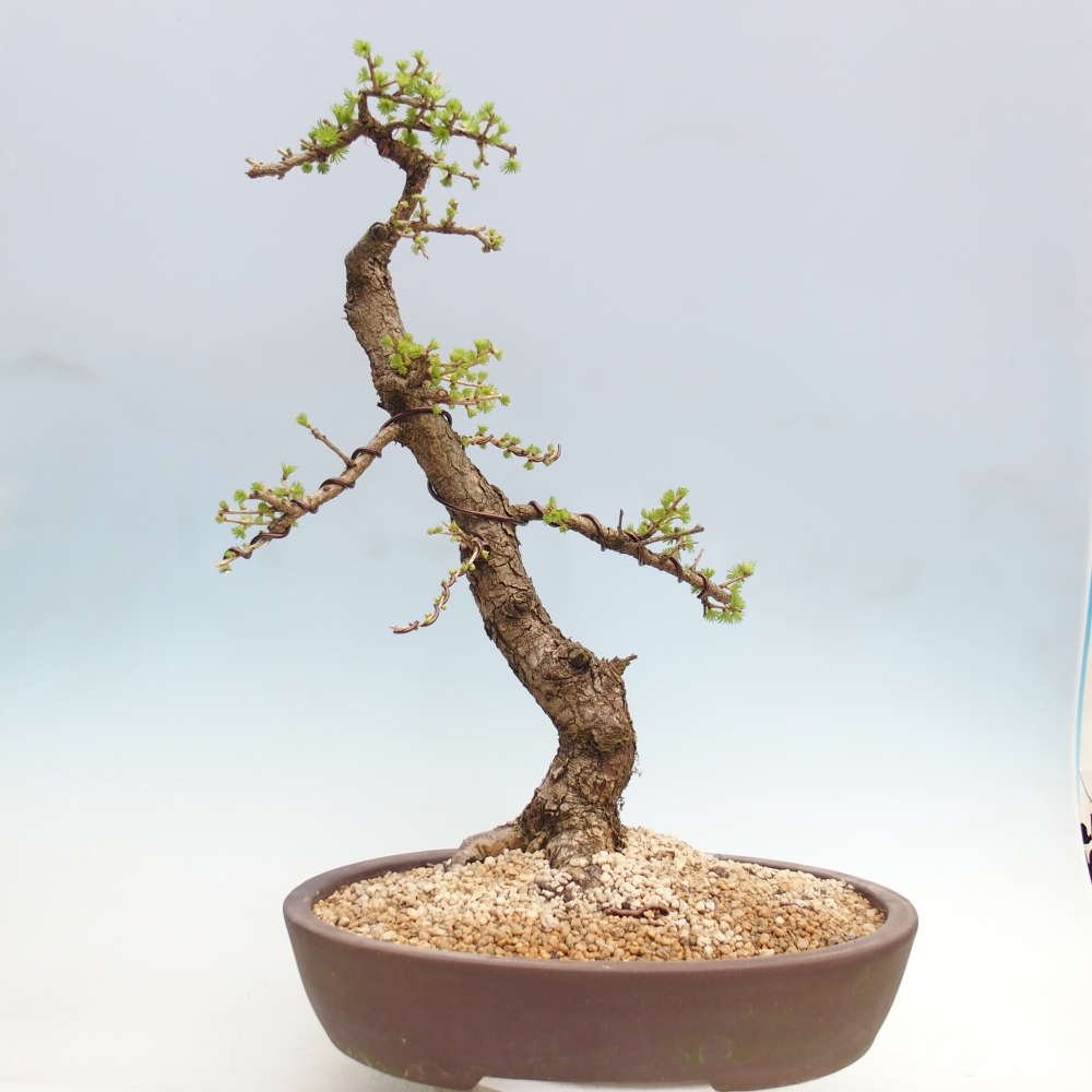 Outdoor-Bonsai -Larix decidua - Lärche - nur Palettentransport