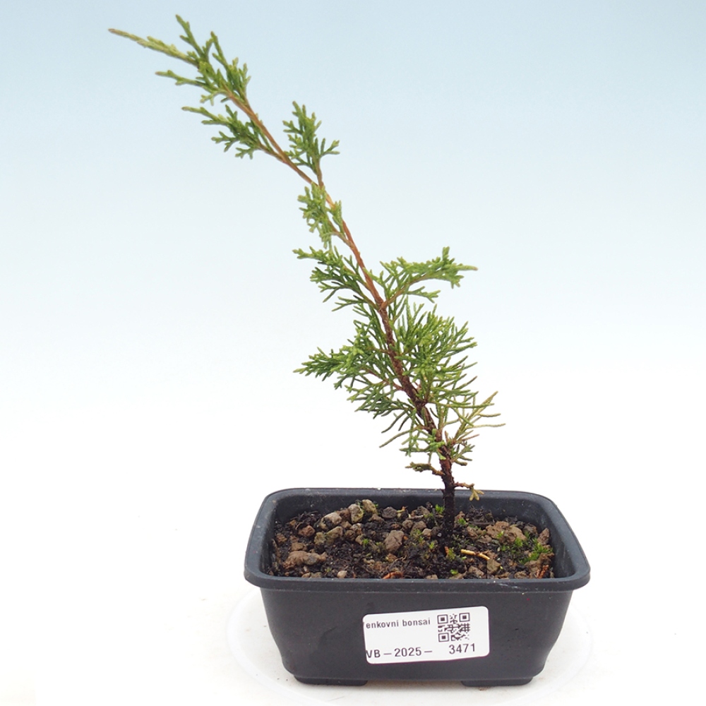 Bonsai für draußen - Juniperus chinensis Itoigawa
