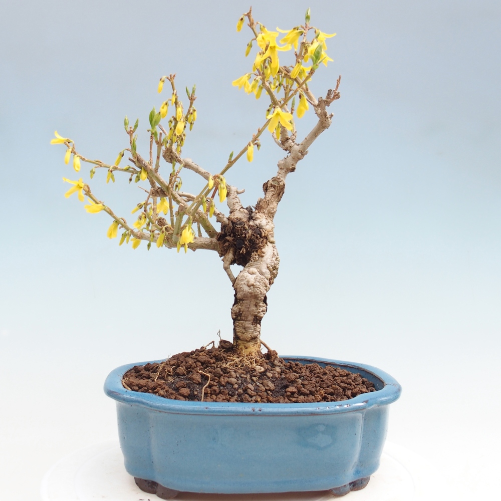 Bonsai im Freien - Forsythie - Forsythia koreana