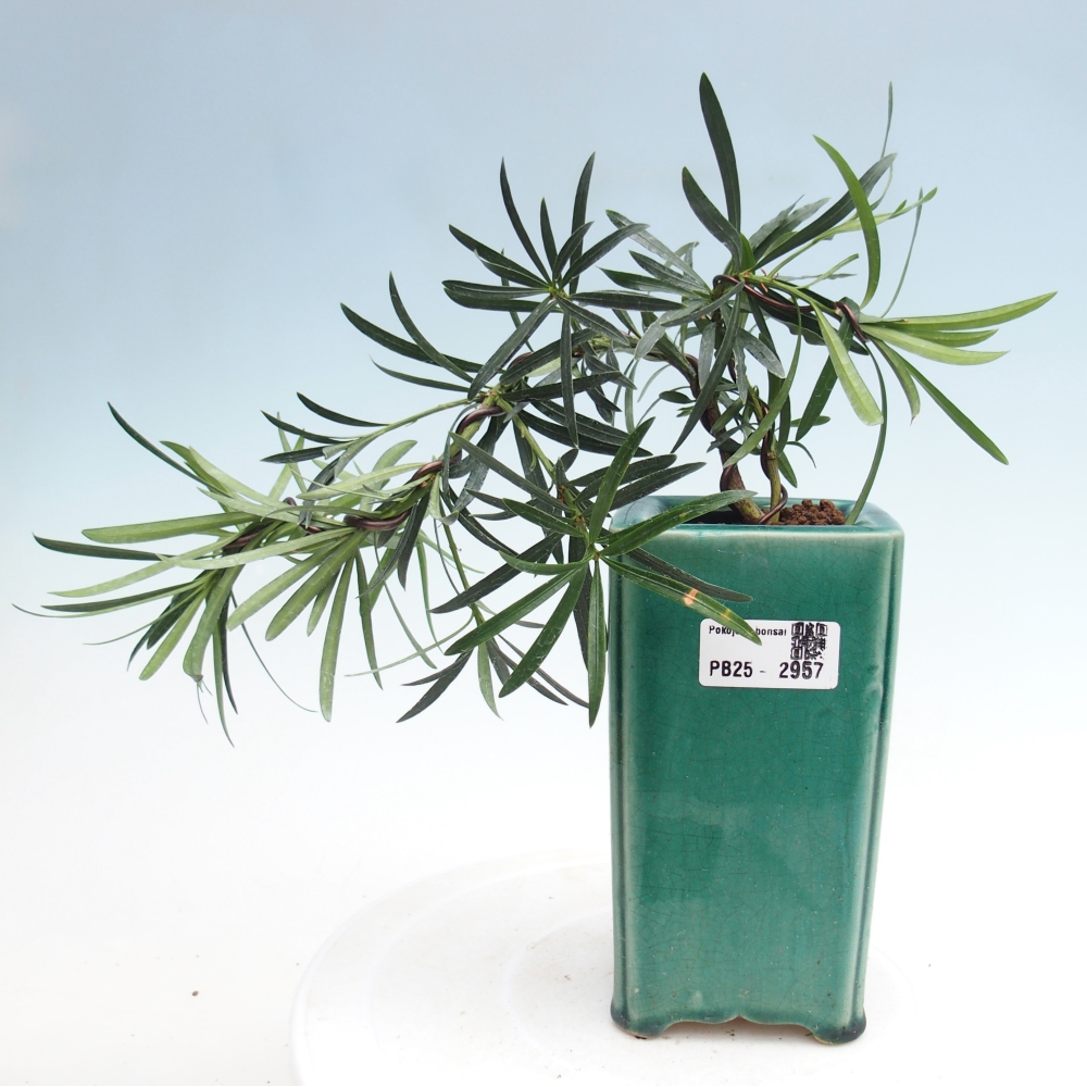 Indoor-Bonsai - Podocarpus - Stein tausend