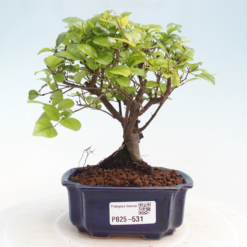 Innenbonsai - Sagerécie Thea - Sagerécie Thea
