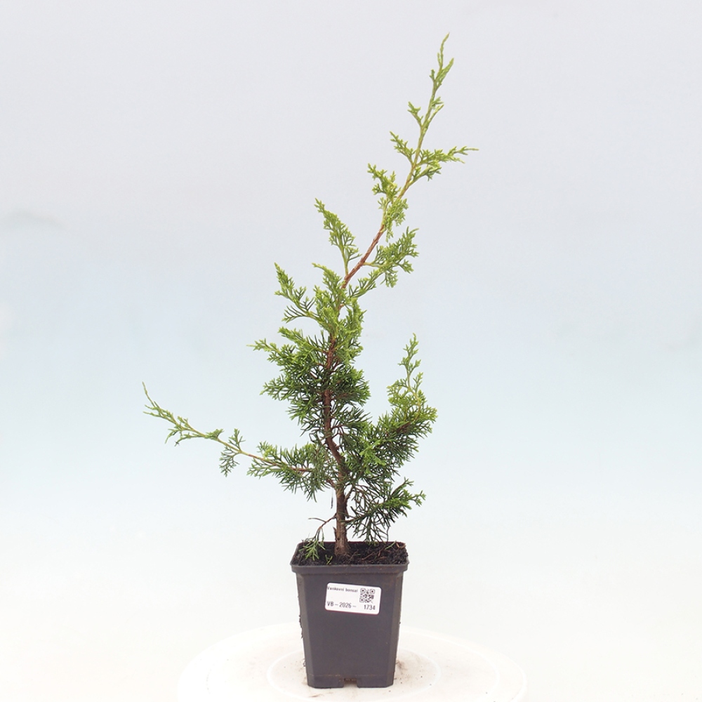 Bonsai für draußen - Juniperus chinensis Itoigawa