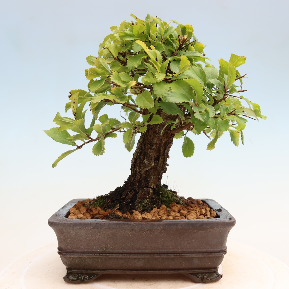 Bonsai für draußen - Zelkova - Zelkova NIRE