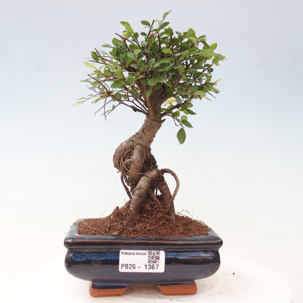 Zimmerbonsai - Ulmus parvifolia - Kleinblättrige Ulme