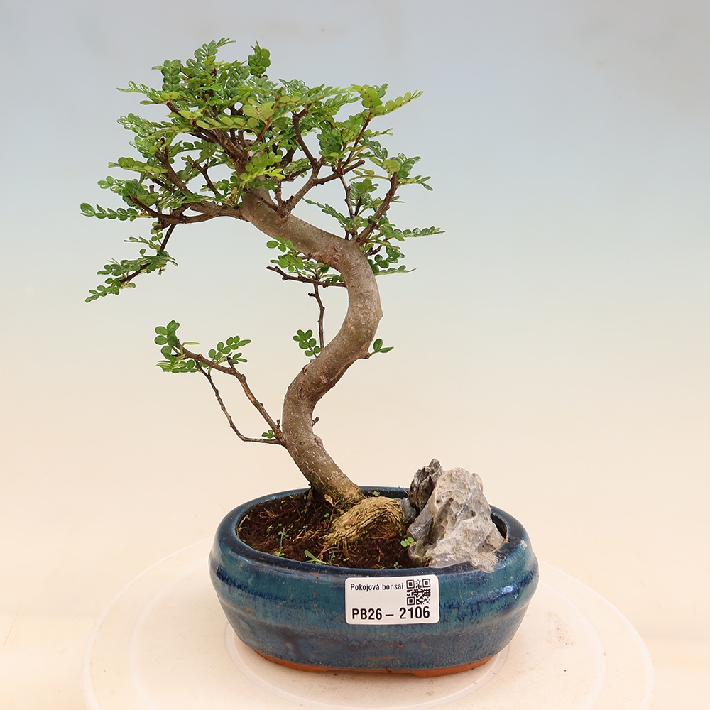 Zimmer Bonsai - Zantoxylum piperitum - Pfefferbaum