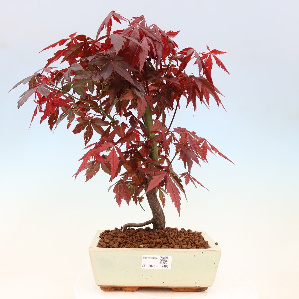 Bonsai für draußen - Acer-Palme. Atropurpureum-Javor palmate
