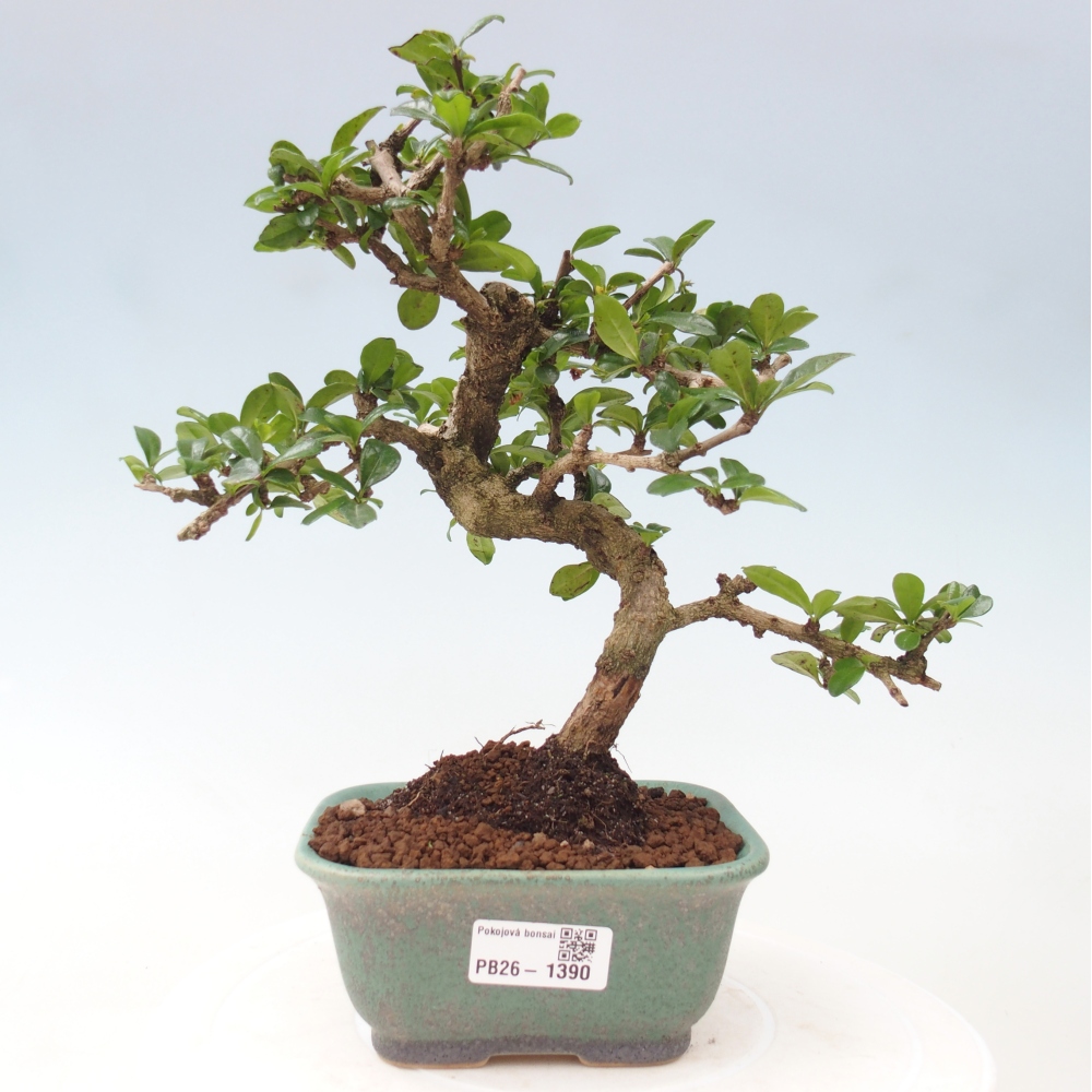 Zimmer-Bonsai - Carmona macrophylla - Tee-Fuki