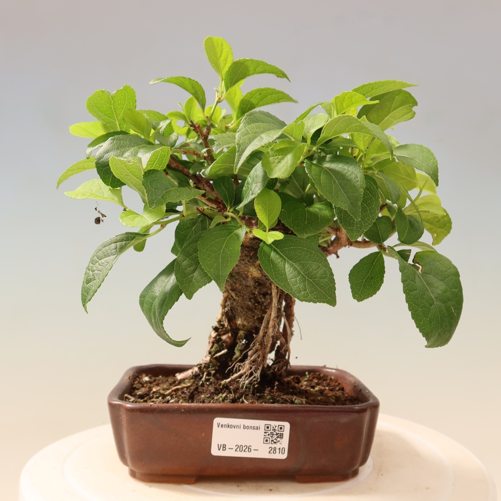 Bonsai für draußen - Celastrus orbiculatus