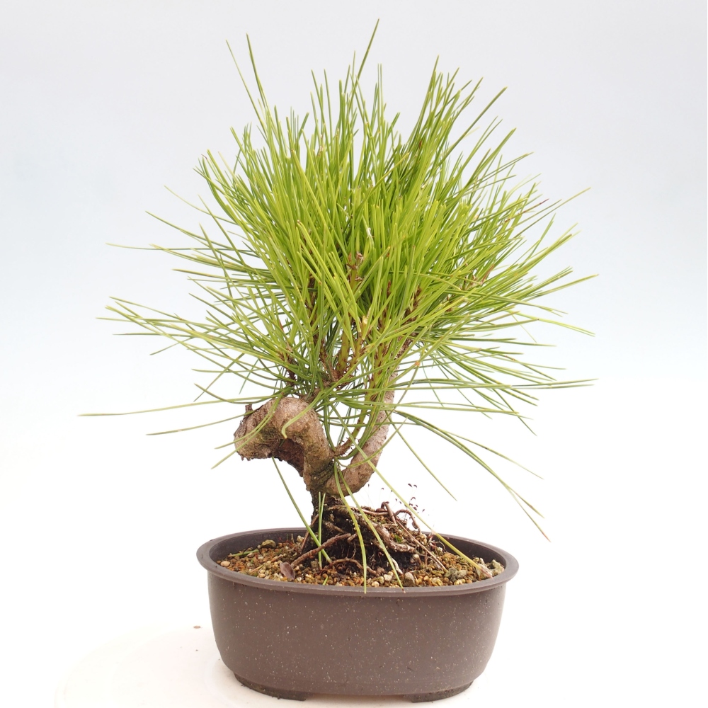 Bonsai im Freien - Pinus thunbergii - Thunbergia-Kiefer