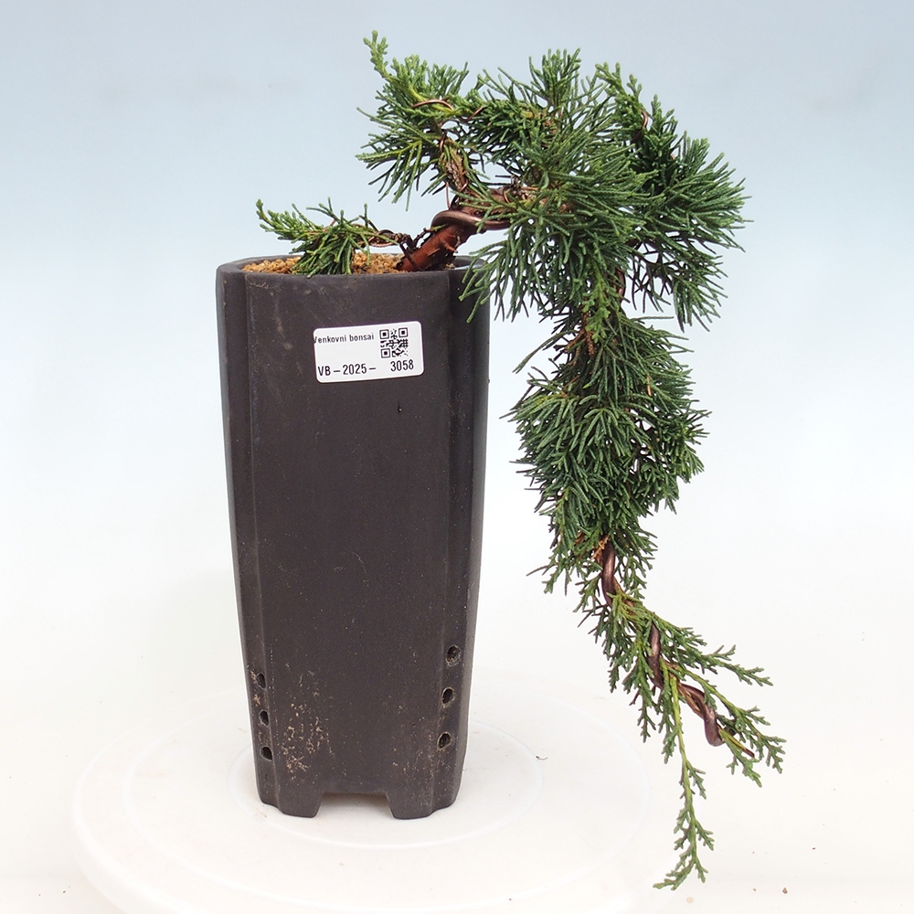 Bonsai im Freien - Juniperus chinensis Kishu - Chinesischer Wacholder