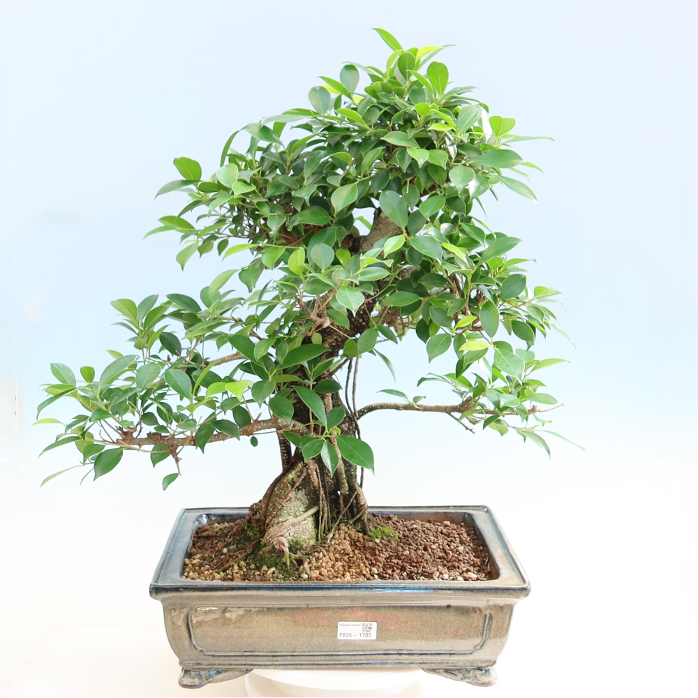 Zimmerbonsai - Ficus kimmen - Kleinblättriger Ficus