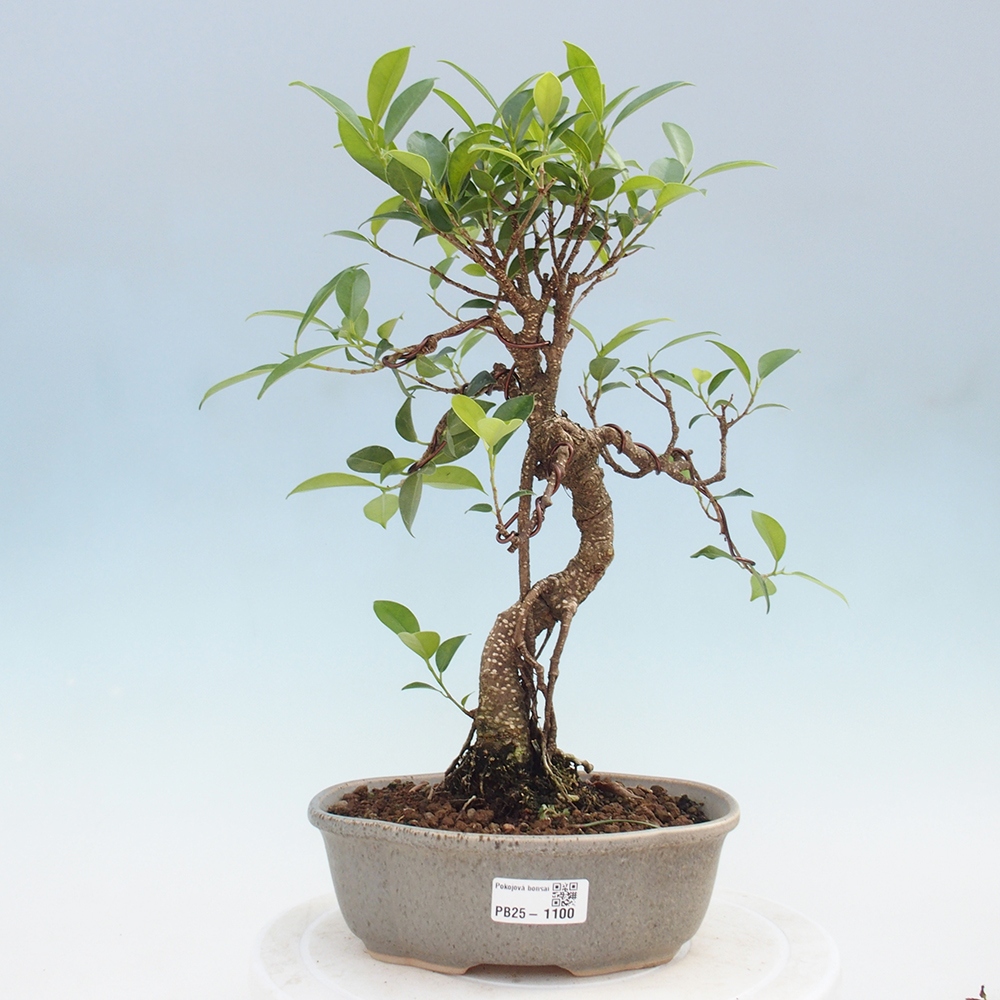 Indoor-Bonsai - Ficus retusa - kleiner Ficus