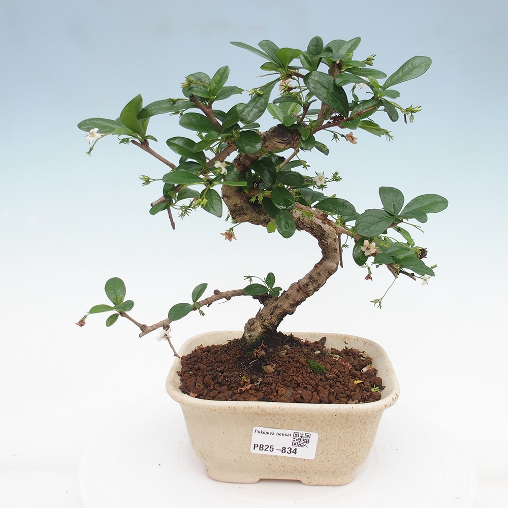 Indoor bonsai - Carmona macrophylla - Fuki tea