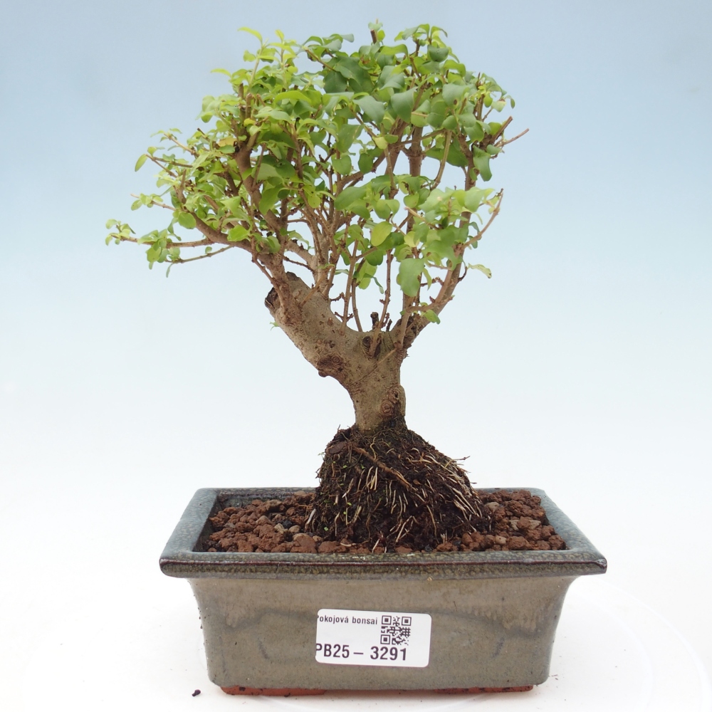 Zimmer Bonsai -Ligustrum chinensis - Vogelschnabel